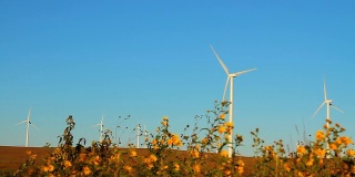 风力发电机和向日葵