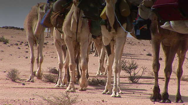 骆驼商队在沙漠中