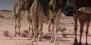 骆驼商队在沙漠中