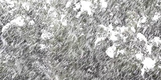 高清:雪花飘落的冬季场景(视频)