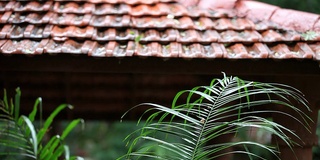 温和的细雨