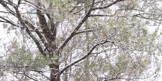 一场暴风雪中的松树