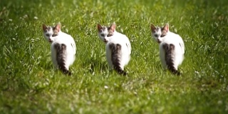 草丛中好奇的小猫