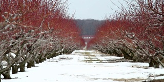 充满活力的成排桃树在冬天