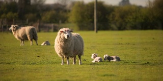 春天的绵羊和羊羔