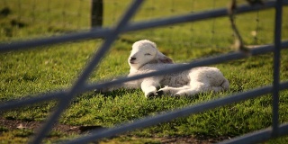 小羊在享受春天的阳光