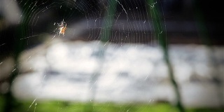 高清:蜘蛛网上的蜘蛛和儿童秋千