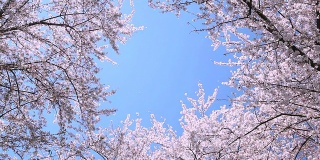 日本樱花盛开的天空
