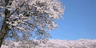 日本樱花树与天空