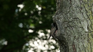 鸟类在树上筑巢视频素材模板下载