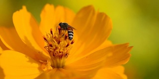 宇宙花和蜜蜂。