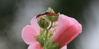 昆虫在粉红色的花上繁殖