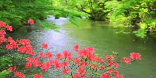 绿溪配红花