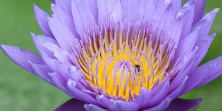 蜜蜂在lotus