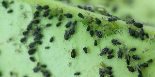 桔子树叶子底部的蚜虫。