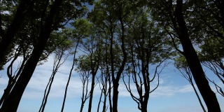 森林映衬着美丽的蓝天