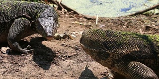 亚洲水监视器蜥蜴(Varanus salvator salvator)