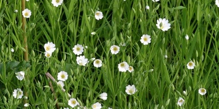 高清视场鼠耳毛菊Cerastium arvense