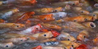 色彩斑斓的鲤鱼喂养
