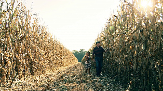 高清多莉:农民和孩子在玉米地里散步