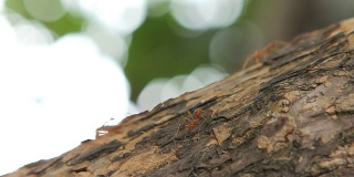 红蚂蚁群