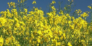 田野里开着黄色的油菜花