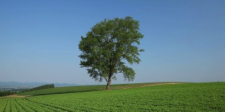 日本北海道，田野里的一棵树