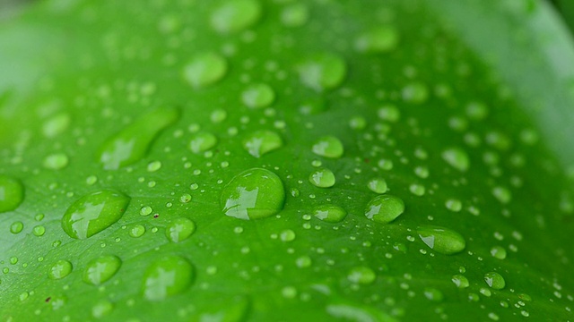 荷叶上的雨滴。