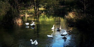 一群鹅在五颜六色的池塘里游泳。
