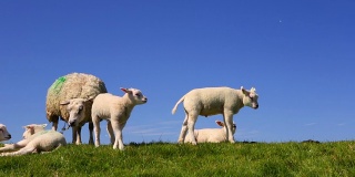 荷兰特塞尔岛的特塞尔羊