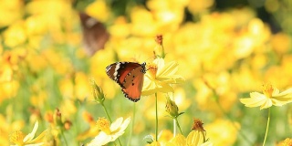 蝴蝶在黄色的野花上