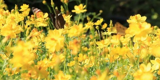 蝴蝶在黄色的野花上