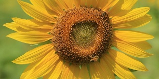近距离蜜蜂在向日葵上