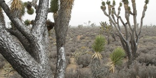 高清视频莫哈韦沙漠暴风雪在国家保护加利福尼亚