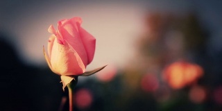 寂寞的玫瑰