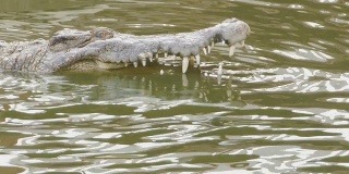 鳄鱼在池塘