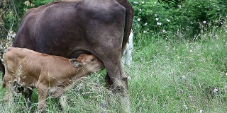 母牛和她的小牛在田野里