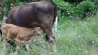 母牛和她的小牛在田野里视频素材模板下载