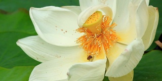 蜜蜂在lotus