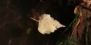 小虫子在漂浮的叶子上找到了出路