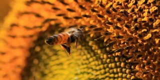 蜜蜂在向日葵上，慢镜头