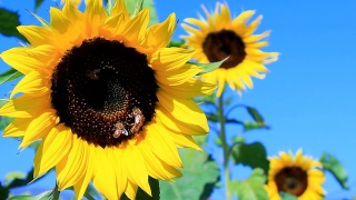 向日葵与蜜蜂视频素材模板下载