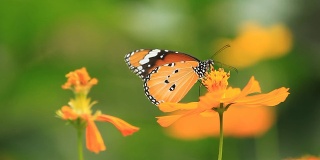 美丽的蝴蝶在桔黄色的花上