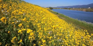 日本九州侯满河油菜田。