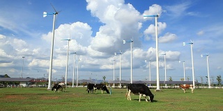 奶牛在涡轮农场放牧