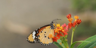 美丽的蝴蝶喝花蜜
