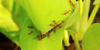 蚂蚁在工作