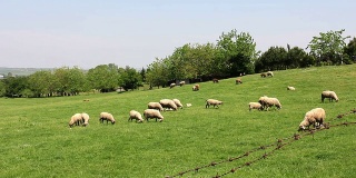 Grazing Sheeps