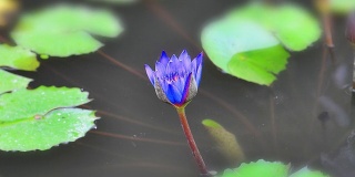 Timelapse of Blue lotus blooming (Zoom)