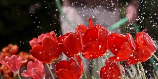 HD超级慢动作:雨中的红色郁金香